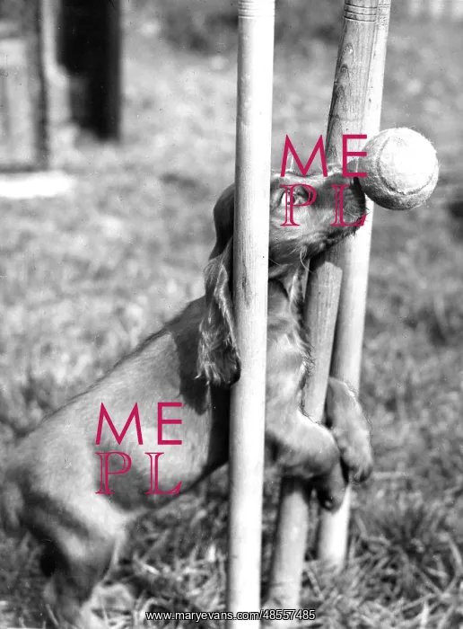: Susi - wicket keeper : Susi - wicket keeper