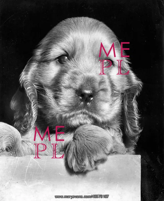  : Susi - as a very young puppy
