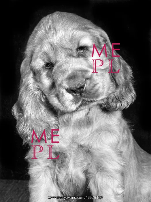  : Susi - as a young puppy