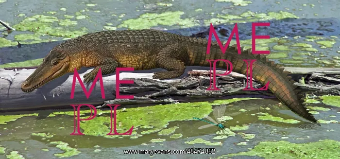 : Susisuchus anatoceps, a small crocodyliform from the Early ? : Susisuchus anatoceps, a small crocodyliform from the Early ?