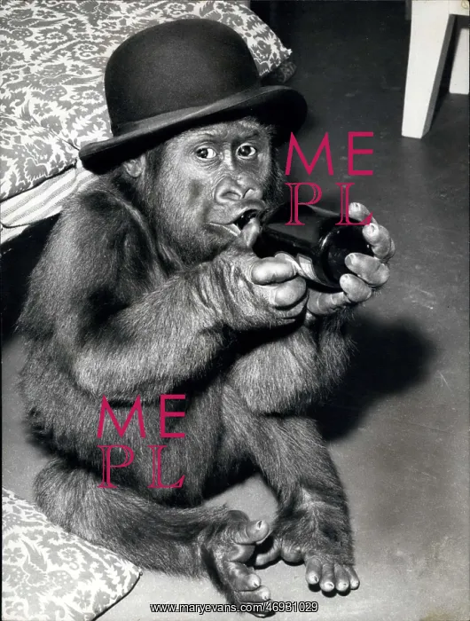 : Susy, monkey, drinking alcohol, Berlin Zoo, Germany : Susy, monkey, drinking alcohol, Berlin Zoo, Germany