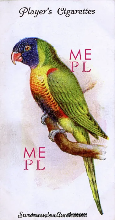 : Swainson's Lorikeet