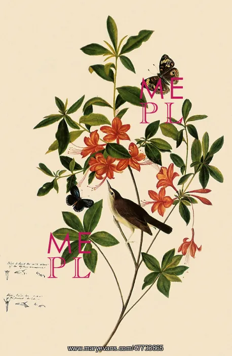 : Swainson's Warbler : Swainson's Warbler