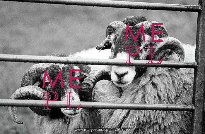 : Two Swaledale rams behind a farm gate, Coverdale : Two Swaledale rams behind a farm gate, Coverdale