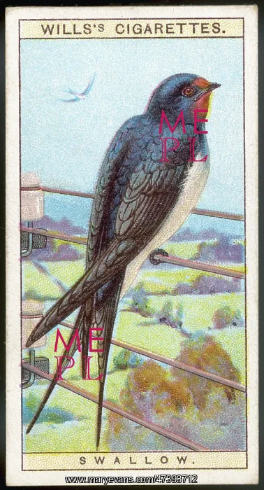 : SWALLOW. Swallow - latin name: Hirundo rustica : SWALLOW. Swallow - latin name: Hirundo rustica
