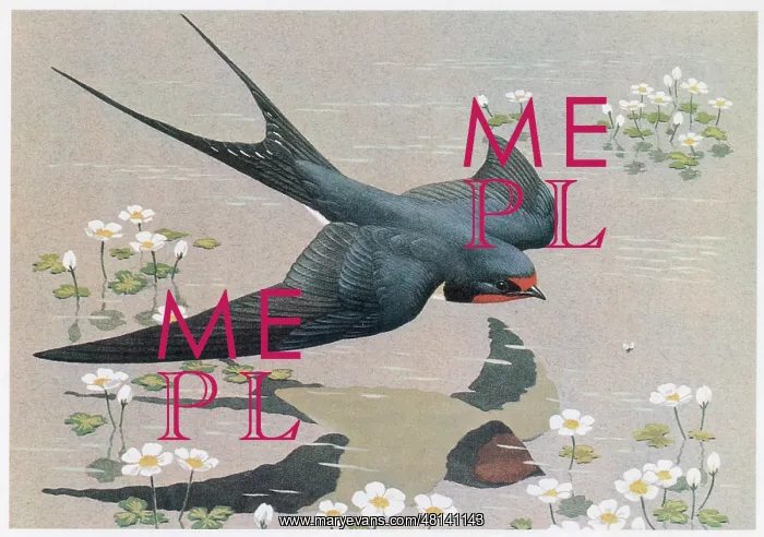  : Swallow