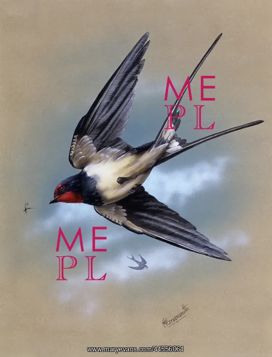 : A Swallow in flight : A Swallow in flight