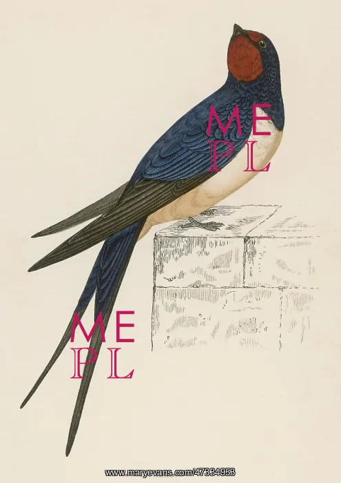  : SWALLOW (MORRIS)