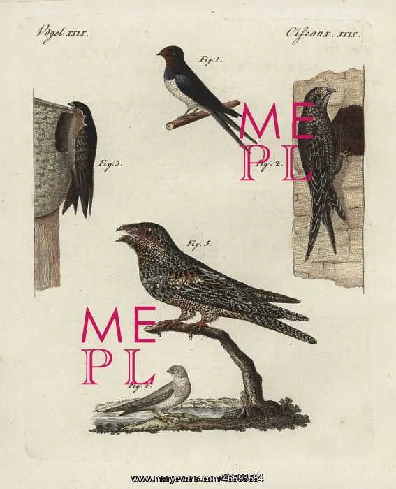 : Swallow, swift, martins and nightjar : Swallow, swift, martins and nightjar