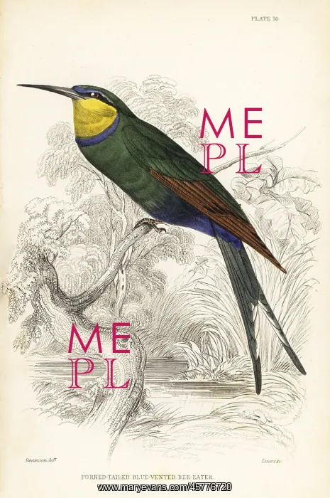  : Swallow-tailed bee-eater, Merops hirundineus