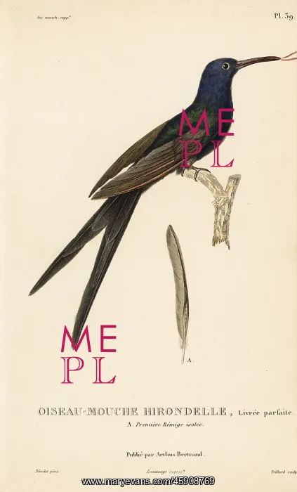 : Swallow-tailed hummingbird, Eupetomena macroura : Swallow-tailed hummingbird, Eupetomena macroura