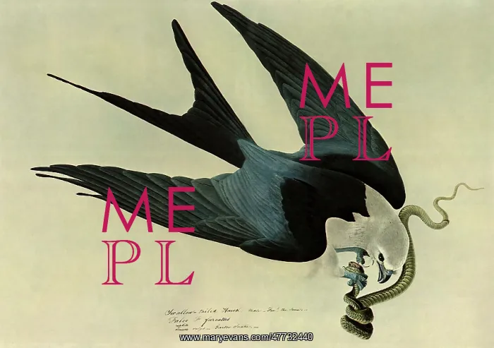 : Swallow-Tailed Kite : Swallow-Tailed Kite