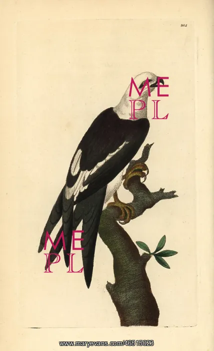 : Swallow-tailed kite, Elanoides forficatus : Swallow-tailed kite, Elanoides forficatus
