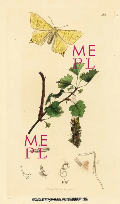 : Swallow-tailed moth and common elder : Swallow-tailed moth and common elder