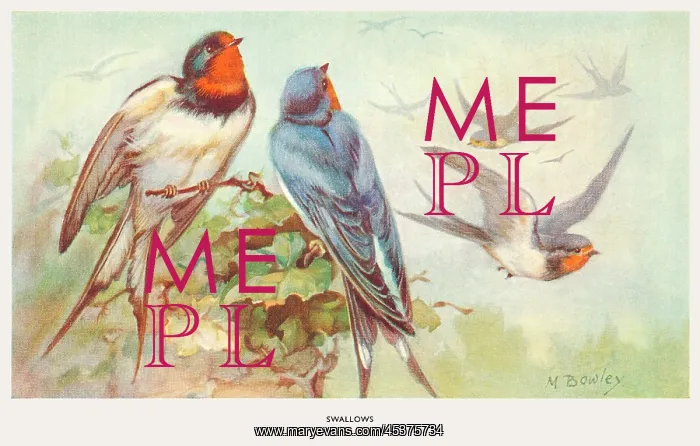: Swallows on branch and in flight. Artist: May Bowley : Swallows on branch and in flight. Artist: May Bowley