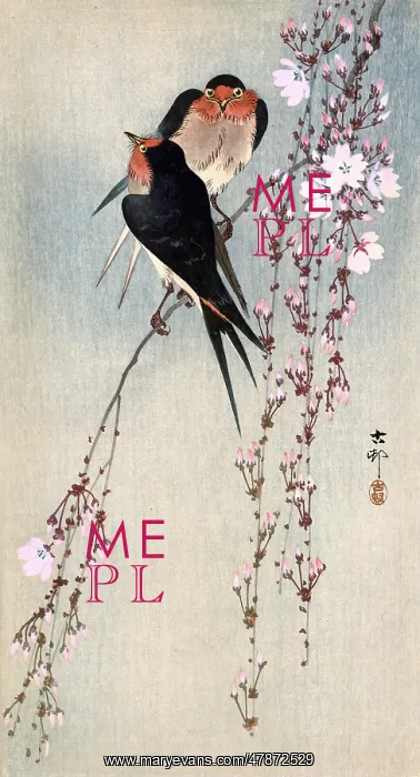 : Two Swallows on cherry blossom : Two Swallows on cherry blossom