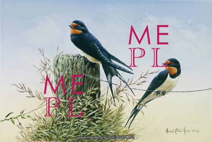 : Swallows ' one on fence post, one on wire : Swallows ' one on fence post, one on wire