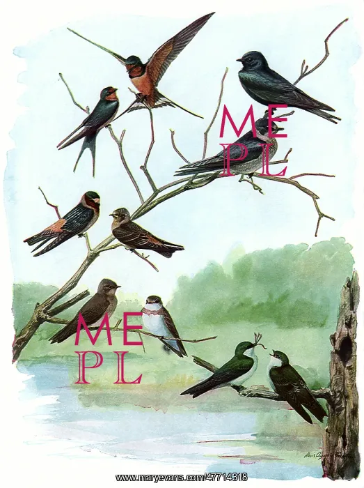 : Swallows and Martin : Swallows and Martin