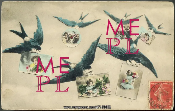 : SWALLOWS / POSTCARDS 1908 : SWALLOWS / POSTCARDS 1908