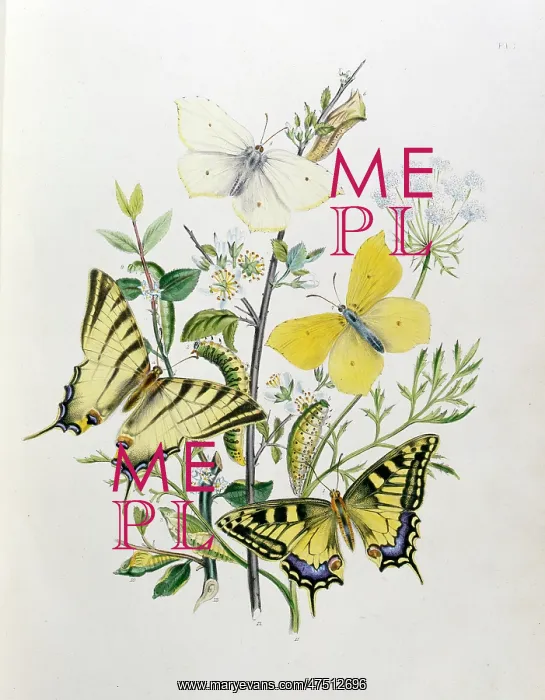 : Swallowtail and Brimstone Butterflies : Swallowtail and Brimstone Butterflies