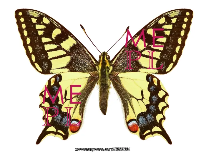 : Swallowtail butterfly : Swallowtail butterfly
