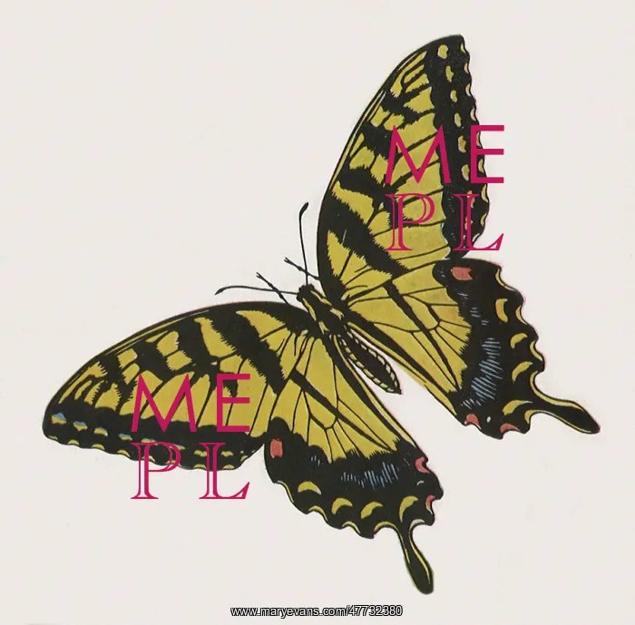 : Swallowtail Butterfly : Swallowtail Butterfly