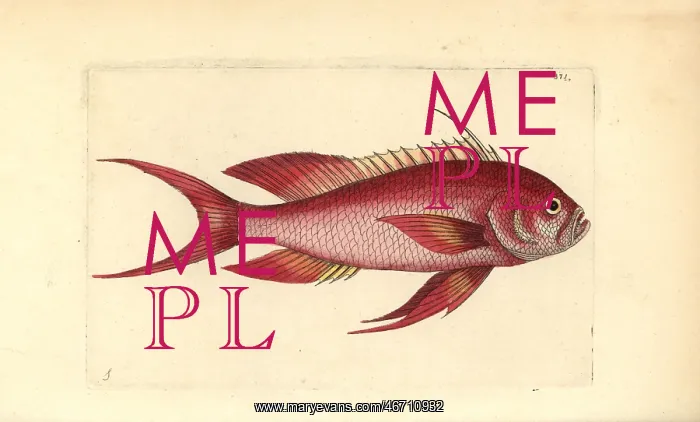 : Swallowtail seaperch, Anthias anthias : Swallowtail seaperch, Anthias anthias