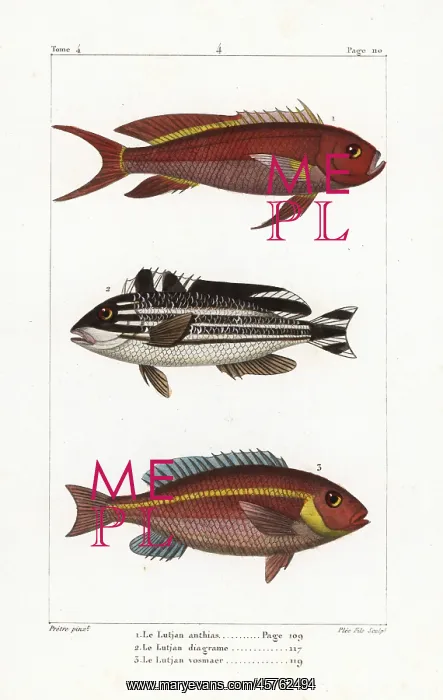 : Swallowtail seaperch, striped sweetlips and : Swallowtail seaperch, striped sweetlips and