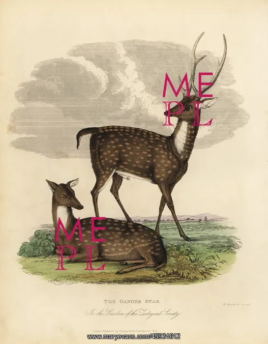 : Swamp deer or barasingha, Rucervus duvaucelii : Swamp deer or barasingha, Rucervus duvaucelii
