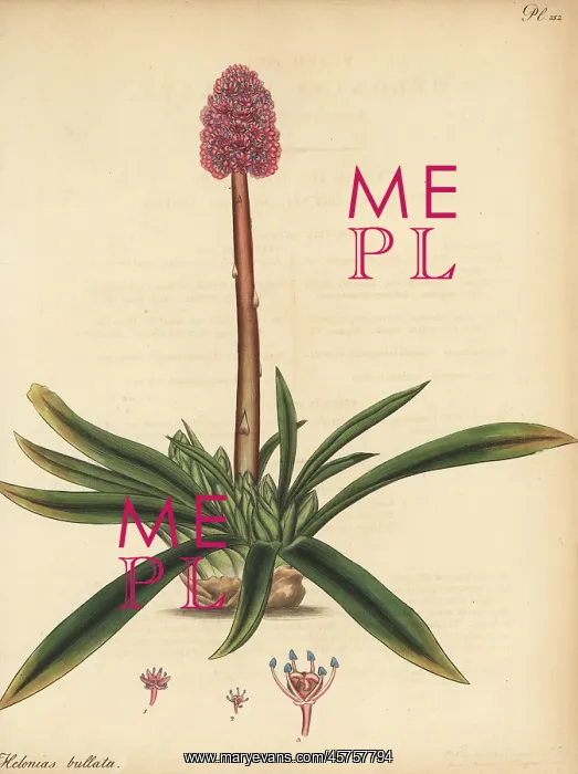 : Swamp pink, or spear-leaved helonias, Helonias bullata : Swamp pink, or spear-leaved helonias, Helonias bullata