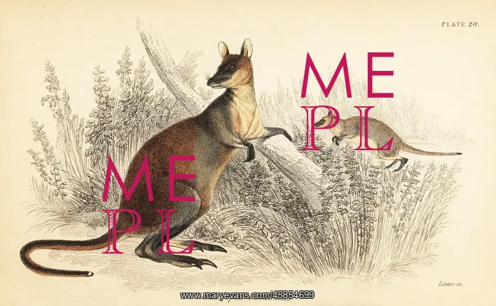 : Swamp wallaby, Wallabia bicolor : Swamp wallaby, Wallabia bicolor
