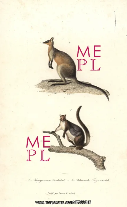 : Swamp wallaby and yellow-bellied glider : Swamp wallaby and yellow-bellied glider
