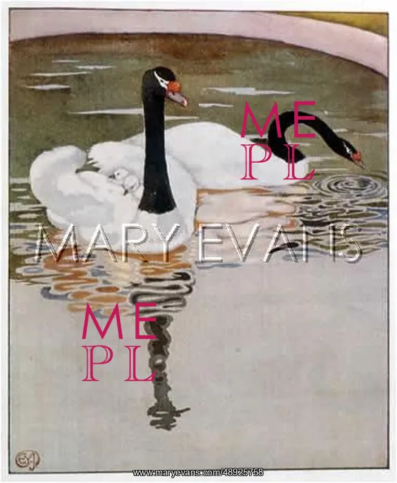 : SWAN CARRIES CYGNETS : SWAN CARRIES CYGNETS
