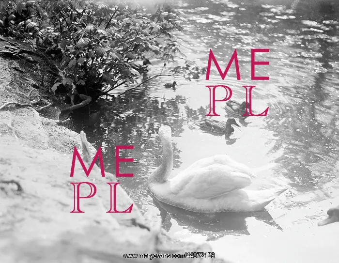 : SWAN AND CYGNETS : SWAN AND CYGNETS