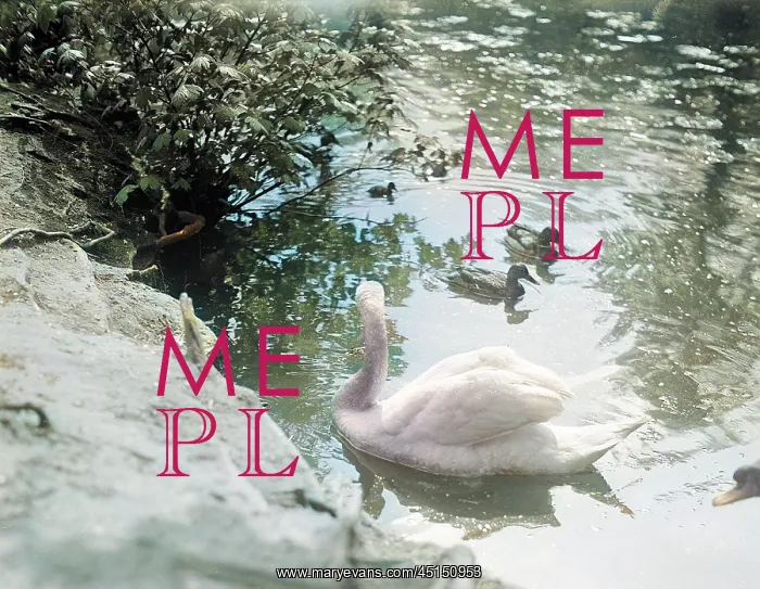 : SWAN AND CYGNETS : SWAN AND CYGNETS