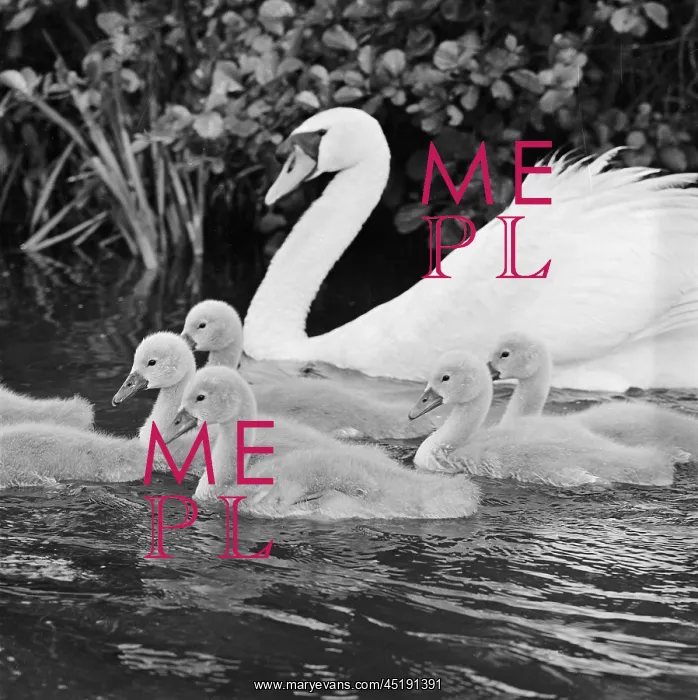 : Swan and Cygnets : Swan and Cygnets