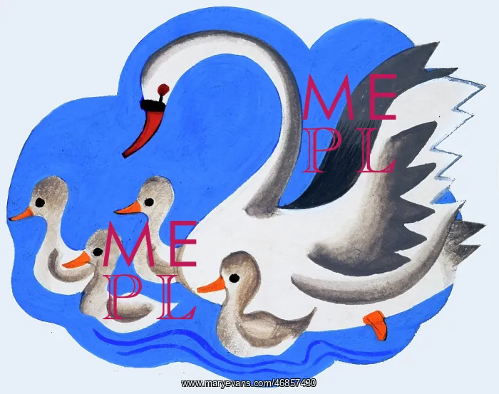  : Swan and cygnets