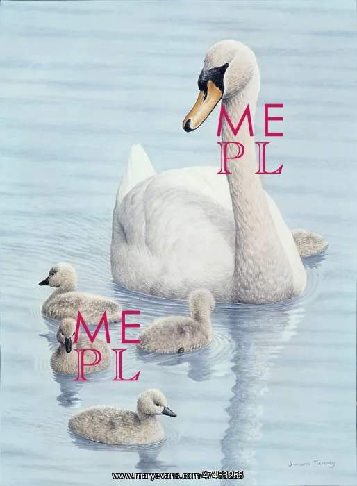  : Swan and Cygnets