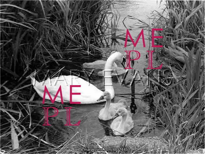 : SWAN AND CYGNETS : SWAN AND CYGNETS