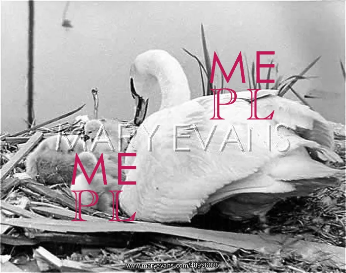 : SWAN AND CYGNETS : SWAN AND CYGNETS