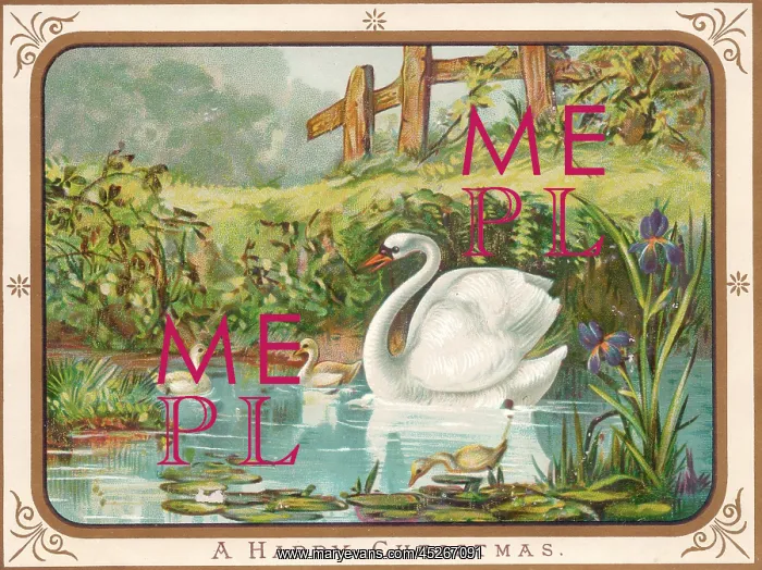  : Swan and cygnets on a Christmas card