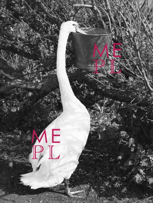 : SWAN EATING : SWAN EATING