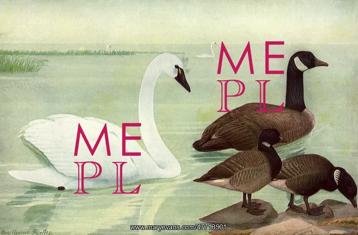  : Swan and Geese