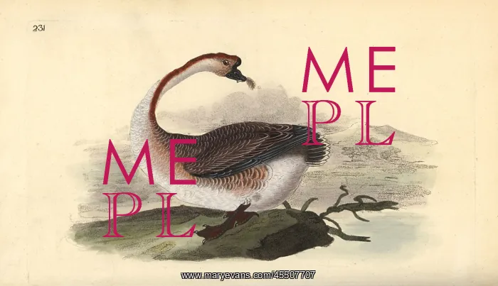  : Swan goose, Anser cygnoides, vulnerable