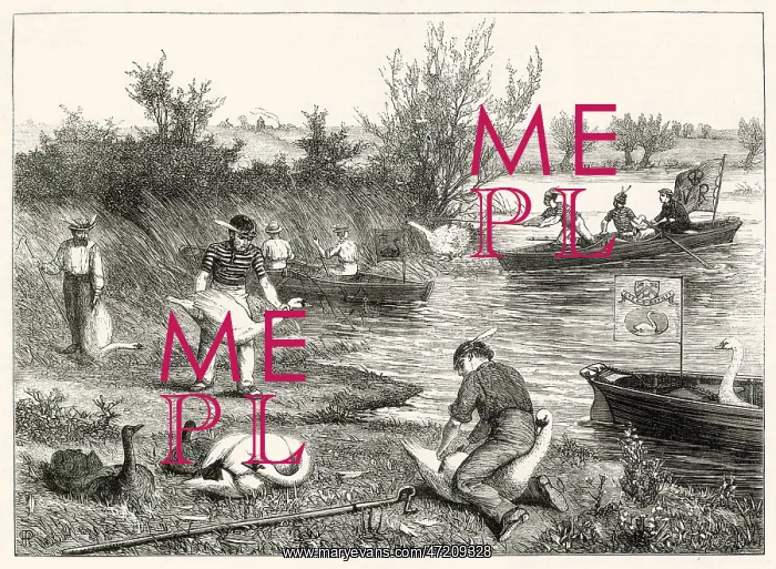 : Swan Hopping 1873 : Swan Hopping 1873