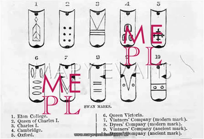 : SWAN MARKINGS : SWAN MARKINGS