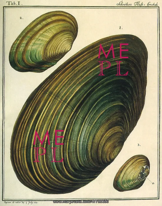  : Swan Mussel