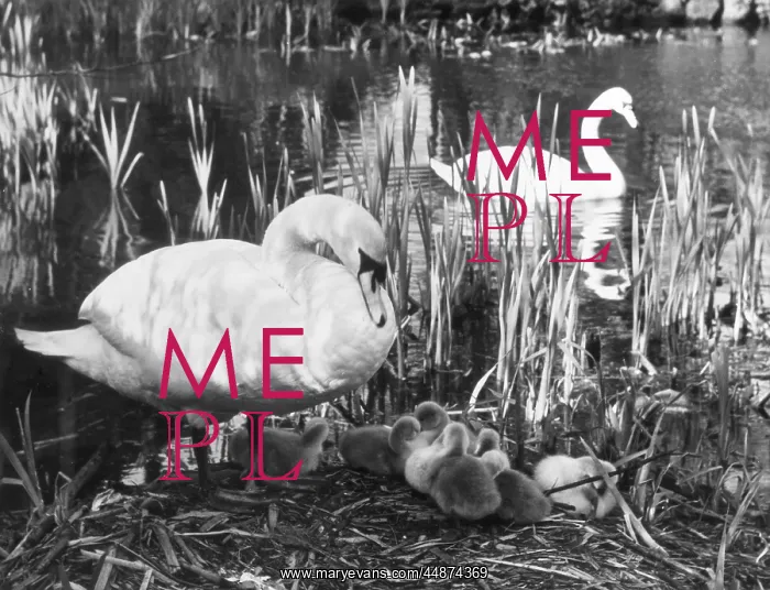 : SWAN PEN & HER CYGNETS : SWAN PEN & HER CYGNETS