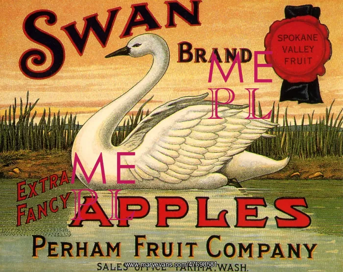  : Swan on Pond