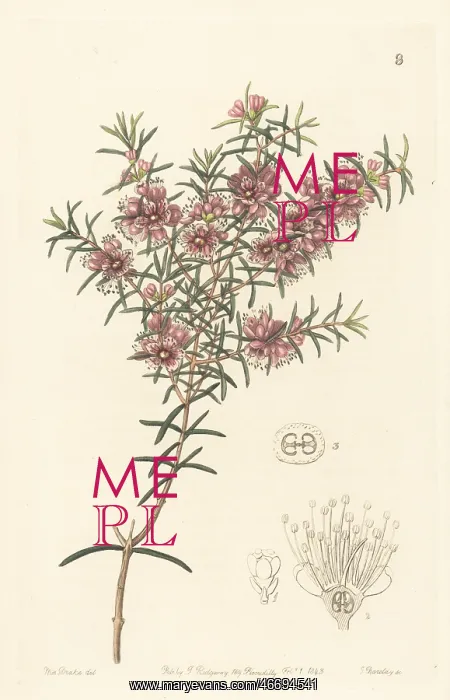 : Swan River myrtle, Hypocalymma robustum : Swan River myrtle, Hypocalymma robustum